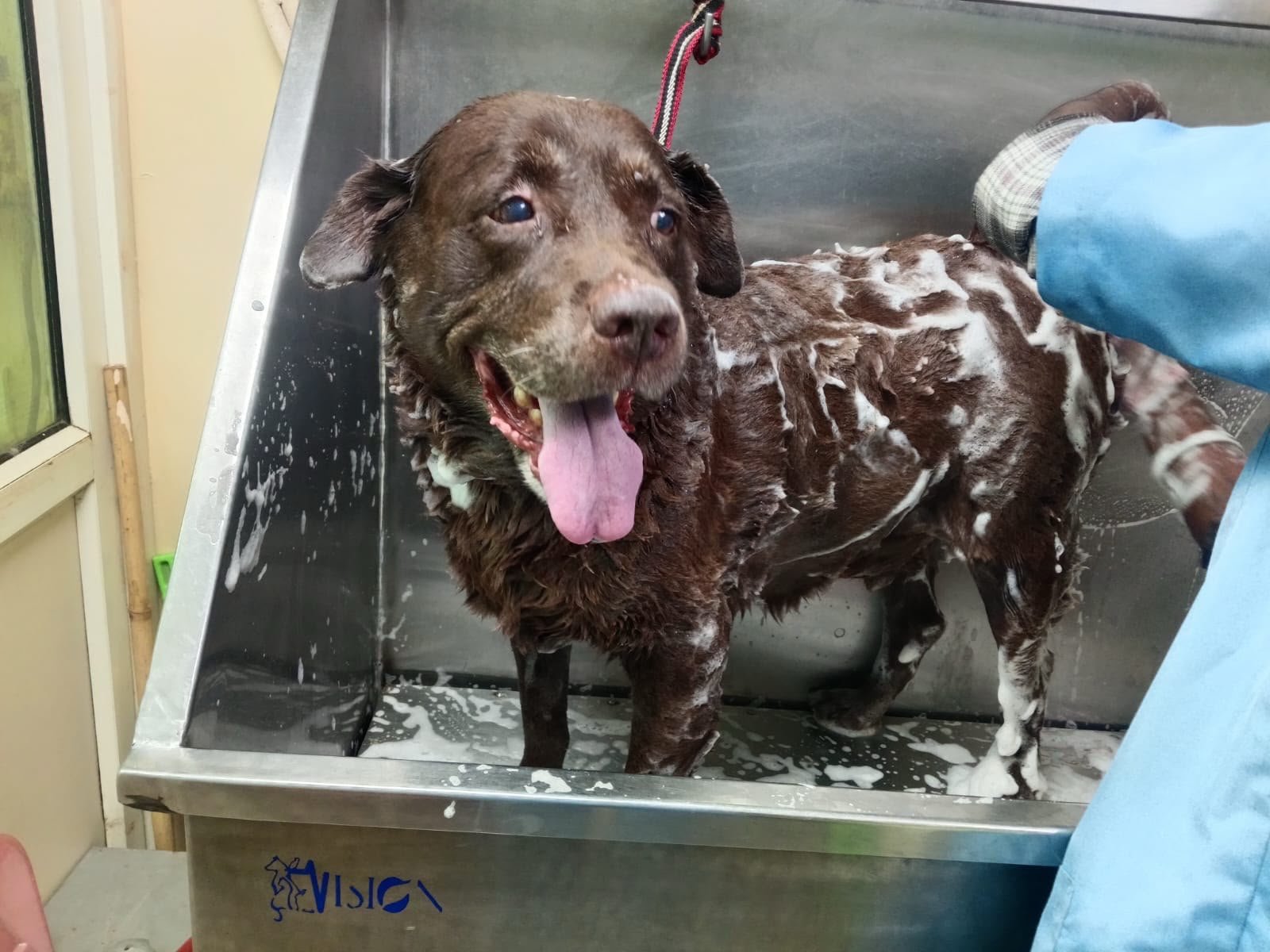 Pet Grooming